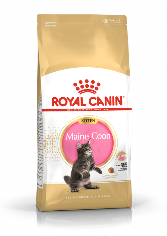 Royal Canin Main Coon Kitten