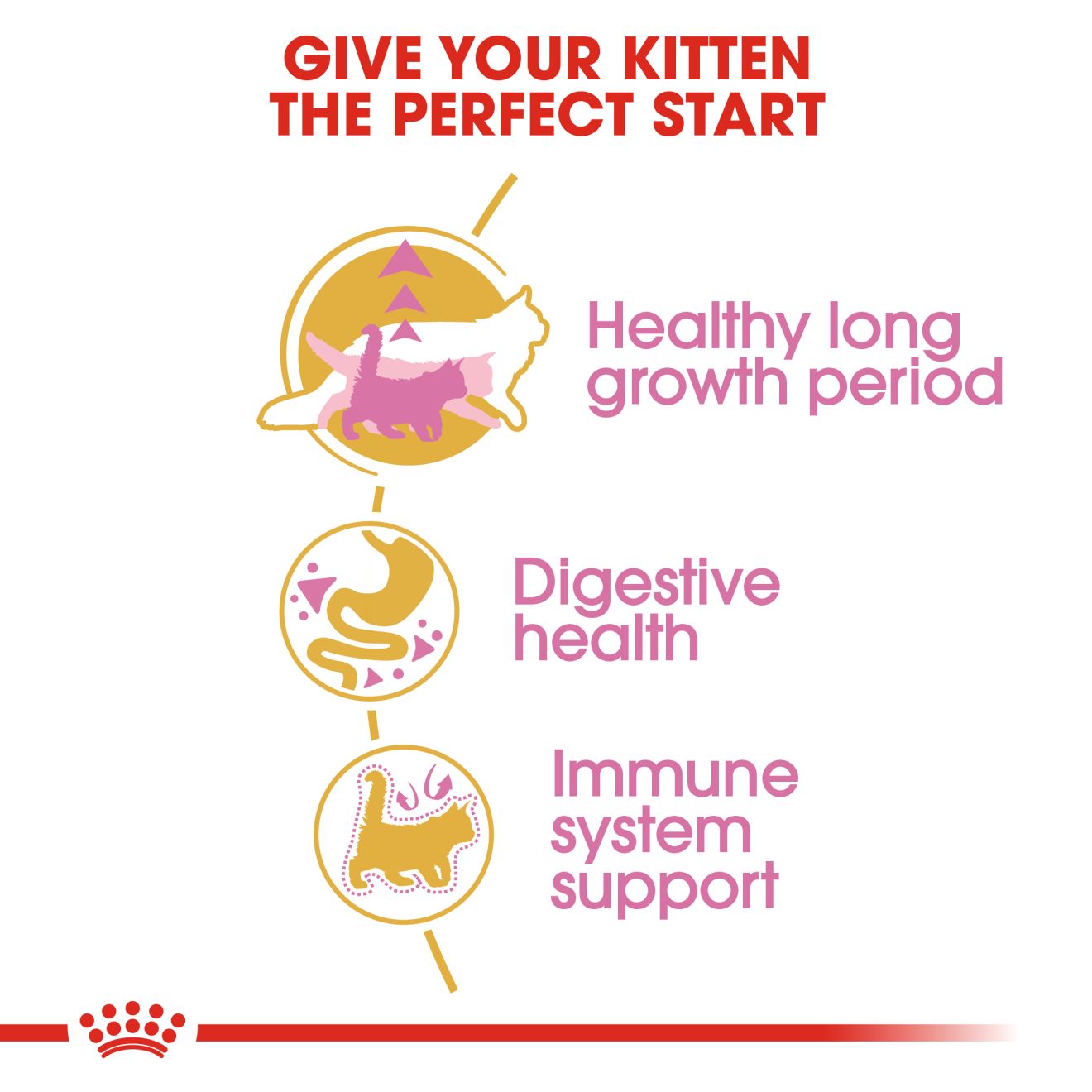 Royal Canin Main Coon Kitten