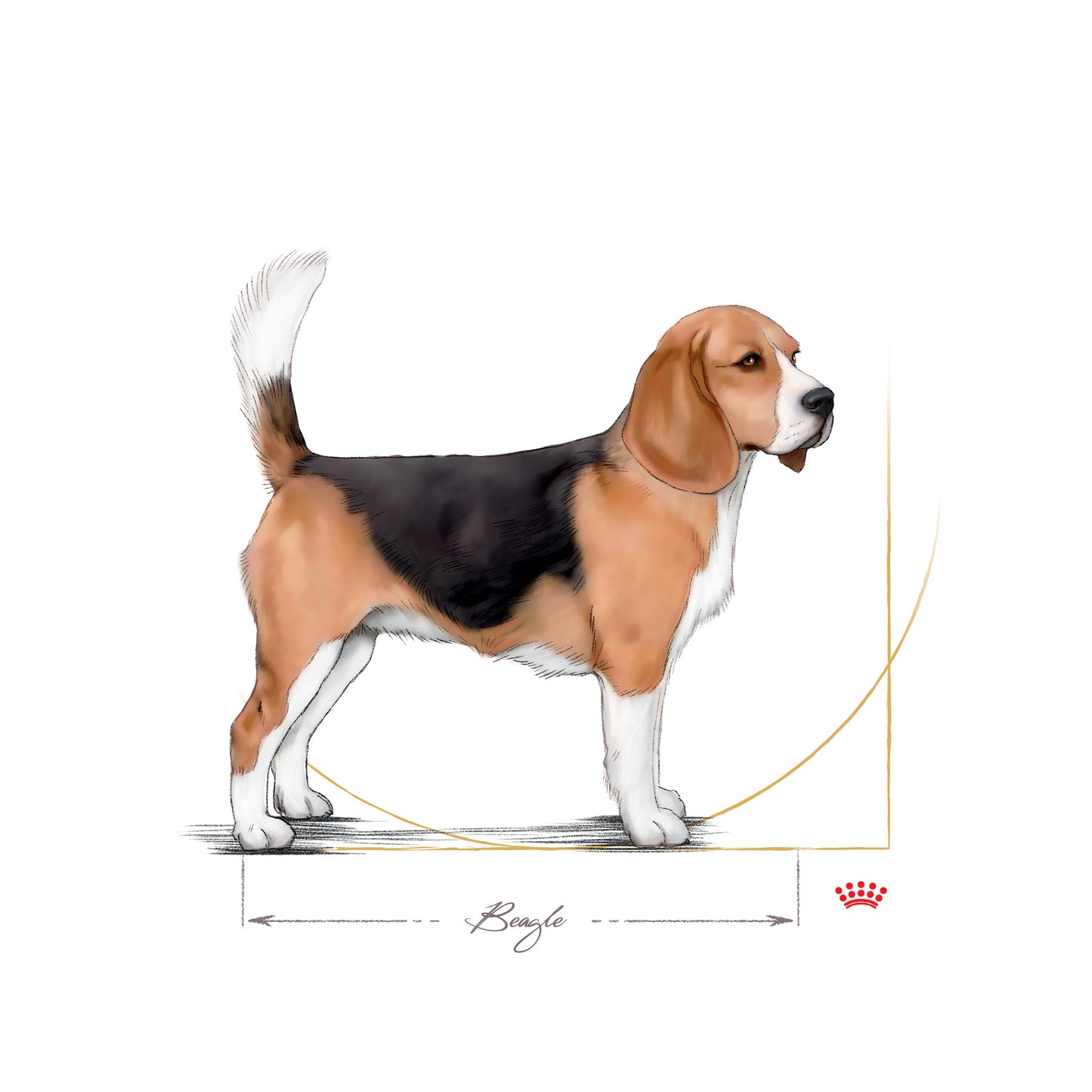 Royal Canin Beagle Adult