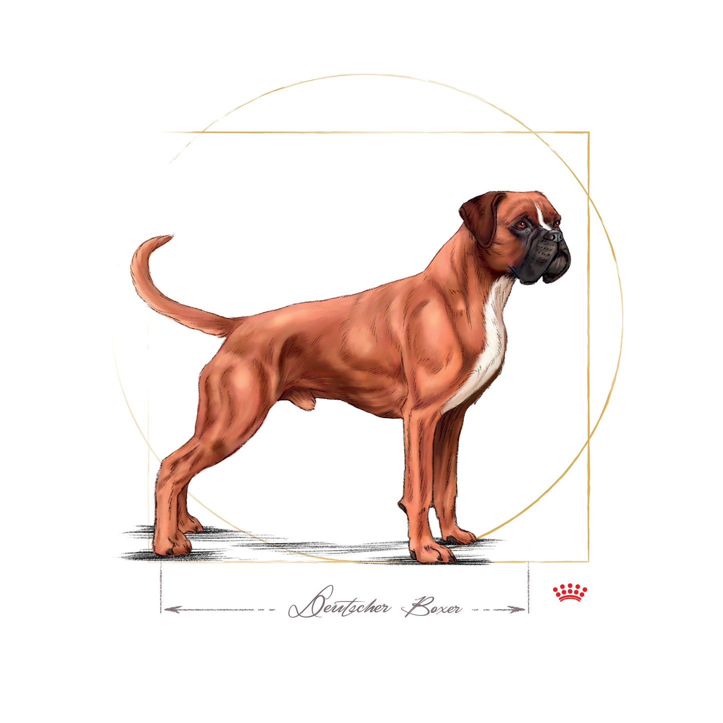 Royal Canin Boxer Adult