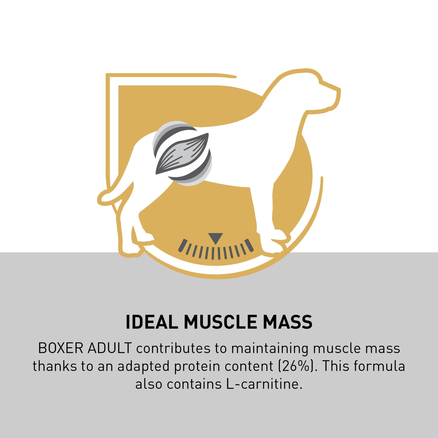 Royal Canin Boxer Adult