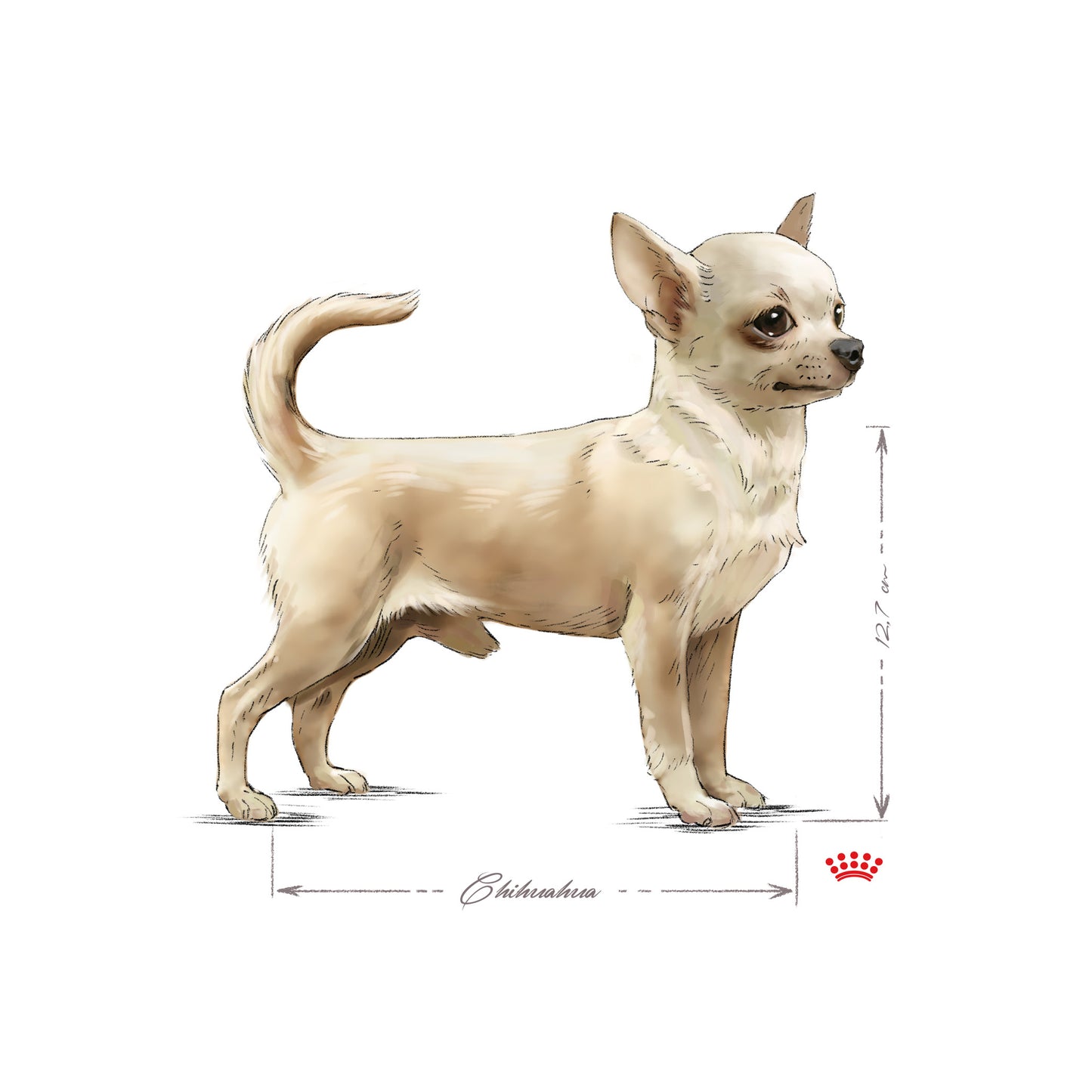 Royal Canin Chihuahua Adult Pouch