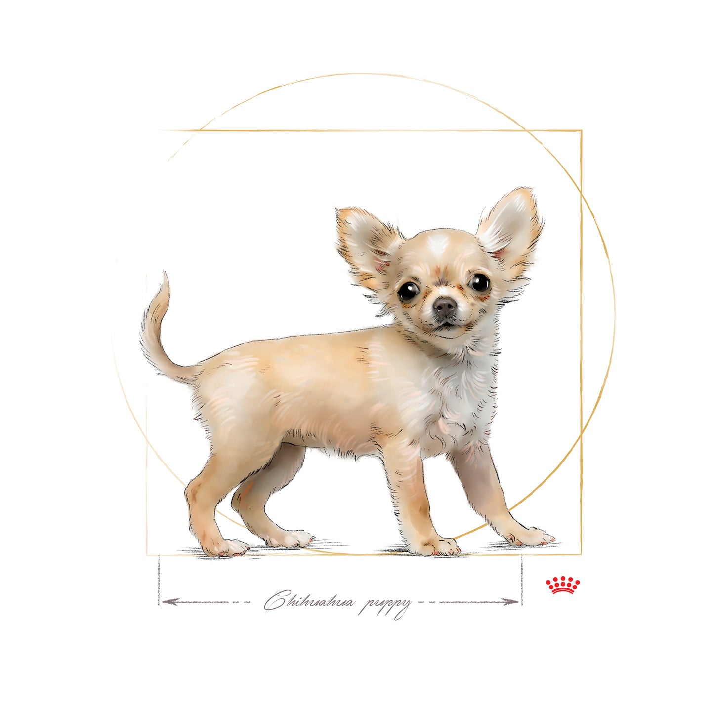 Royal Canin Chihuahua Puppy