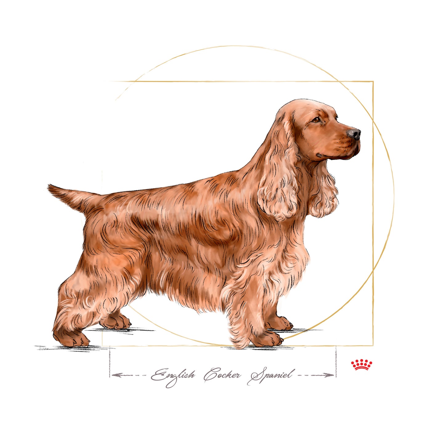 Royal Canin Cocker Adult