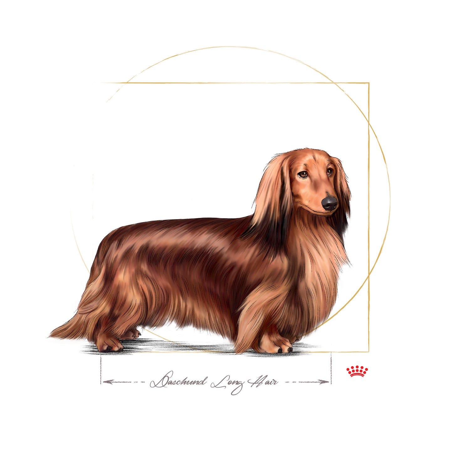 Royal Canin Dachshund Adult