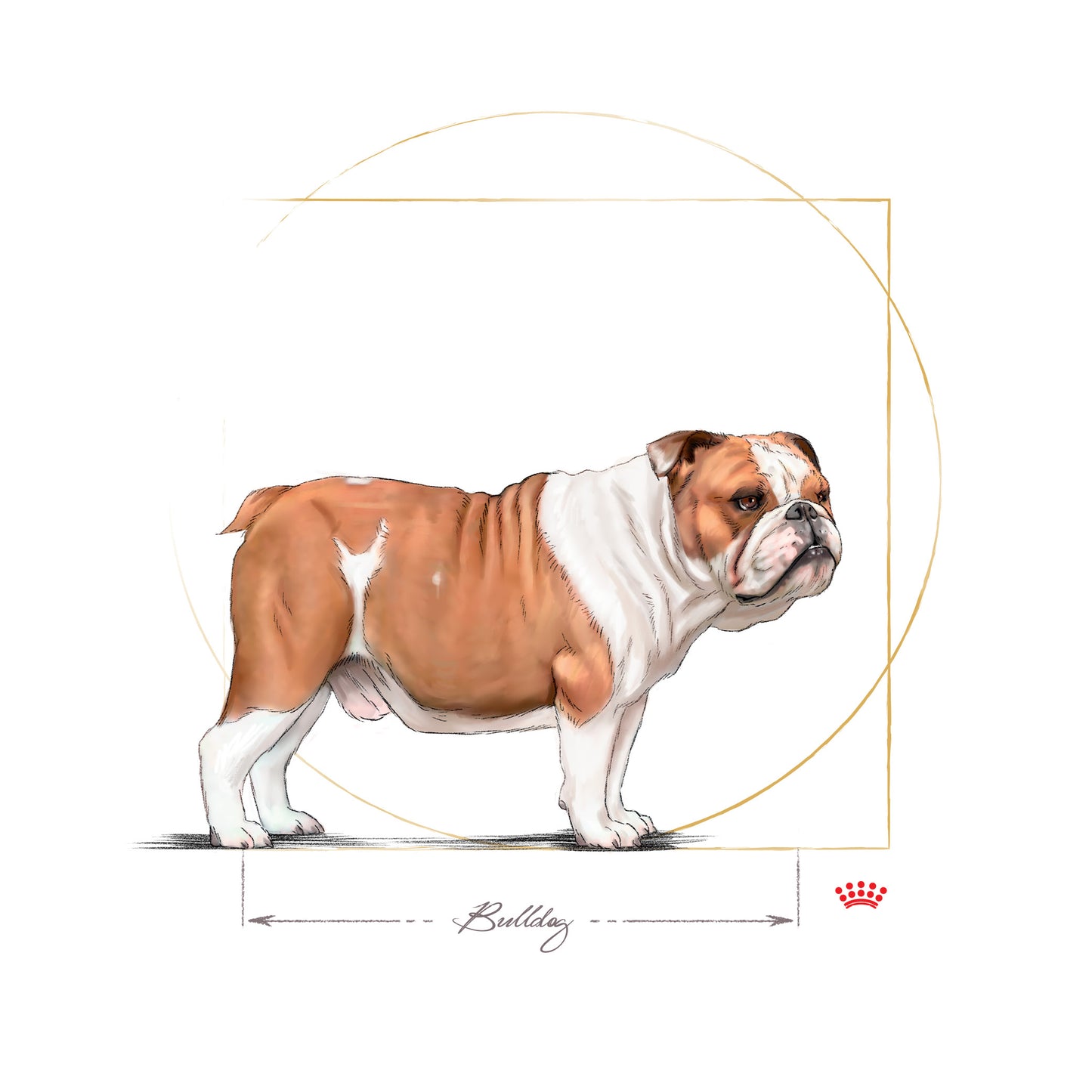 Royal Canin English Bulldog Adult