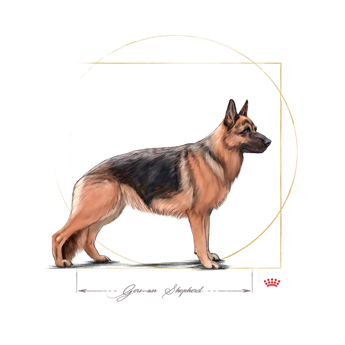 Royal Canin German Shepherd Adult