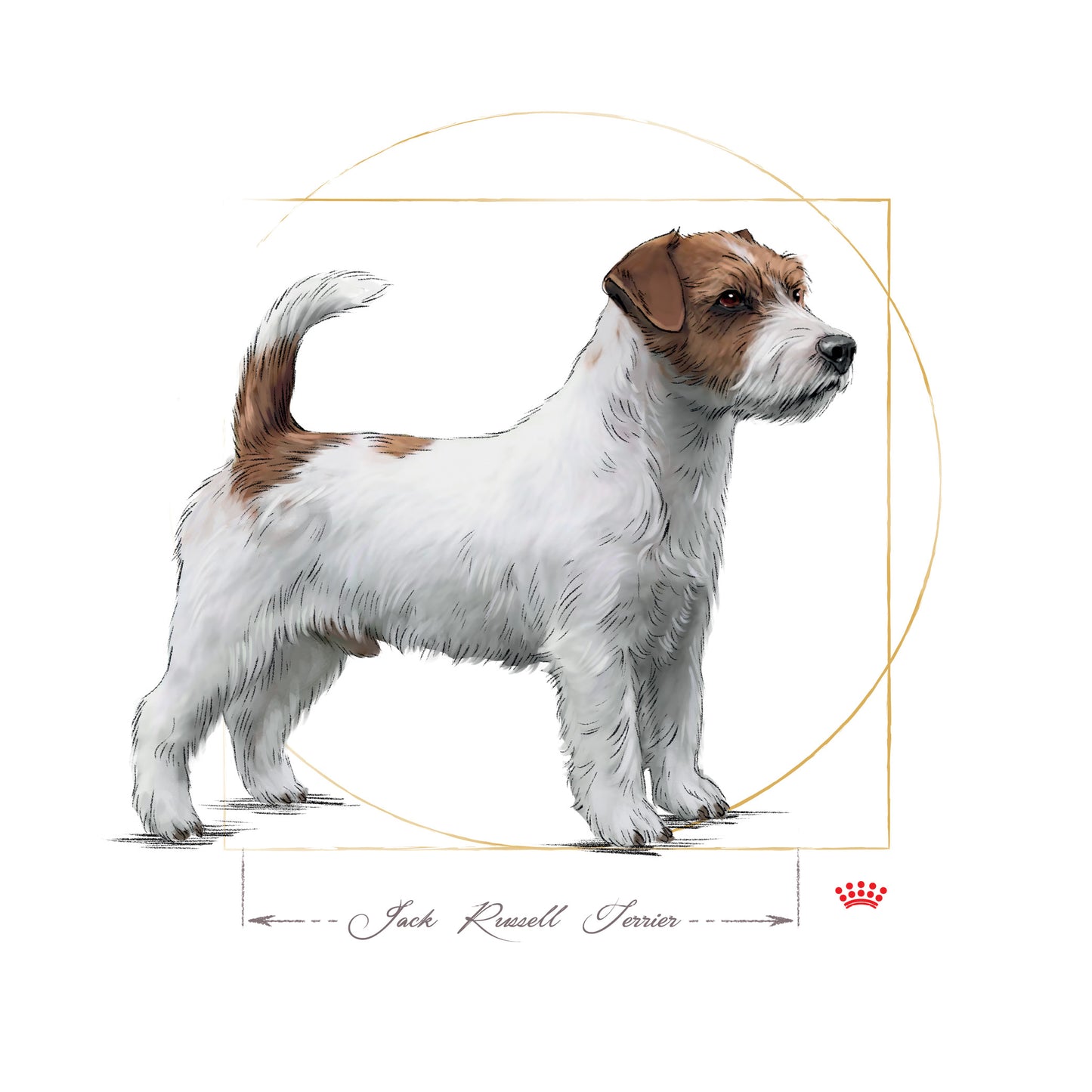 Royal Canin Jack Russel Adult
