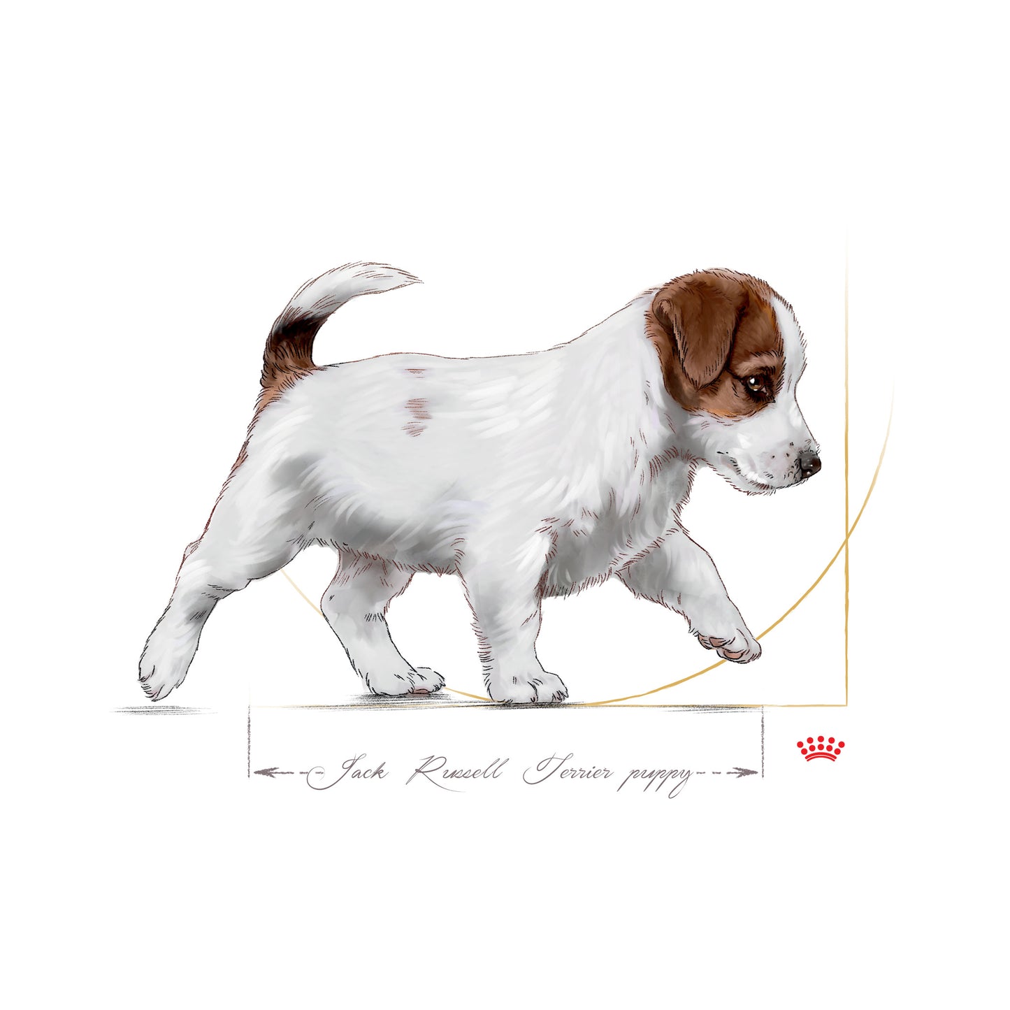Royal Canin Jack Russel Puppy