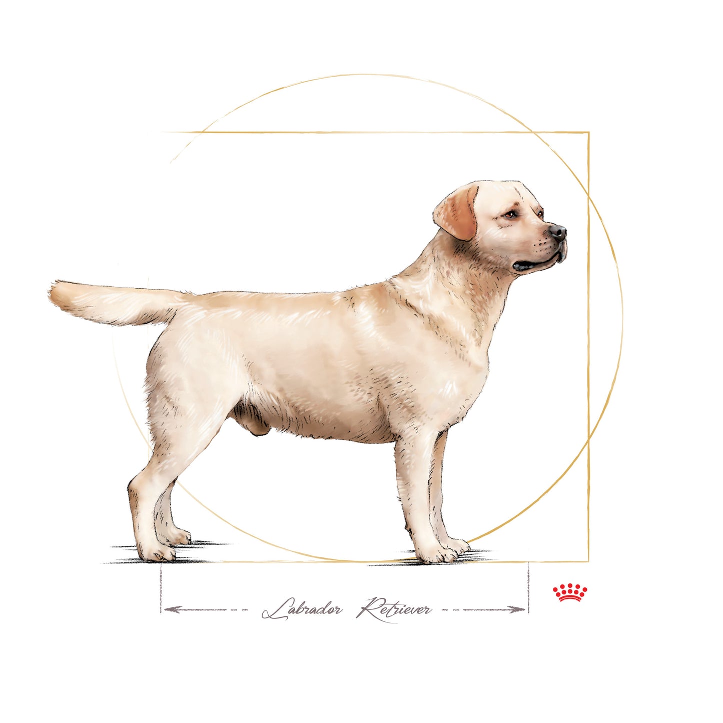 Royal Canin Labrador Retriever Adult