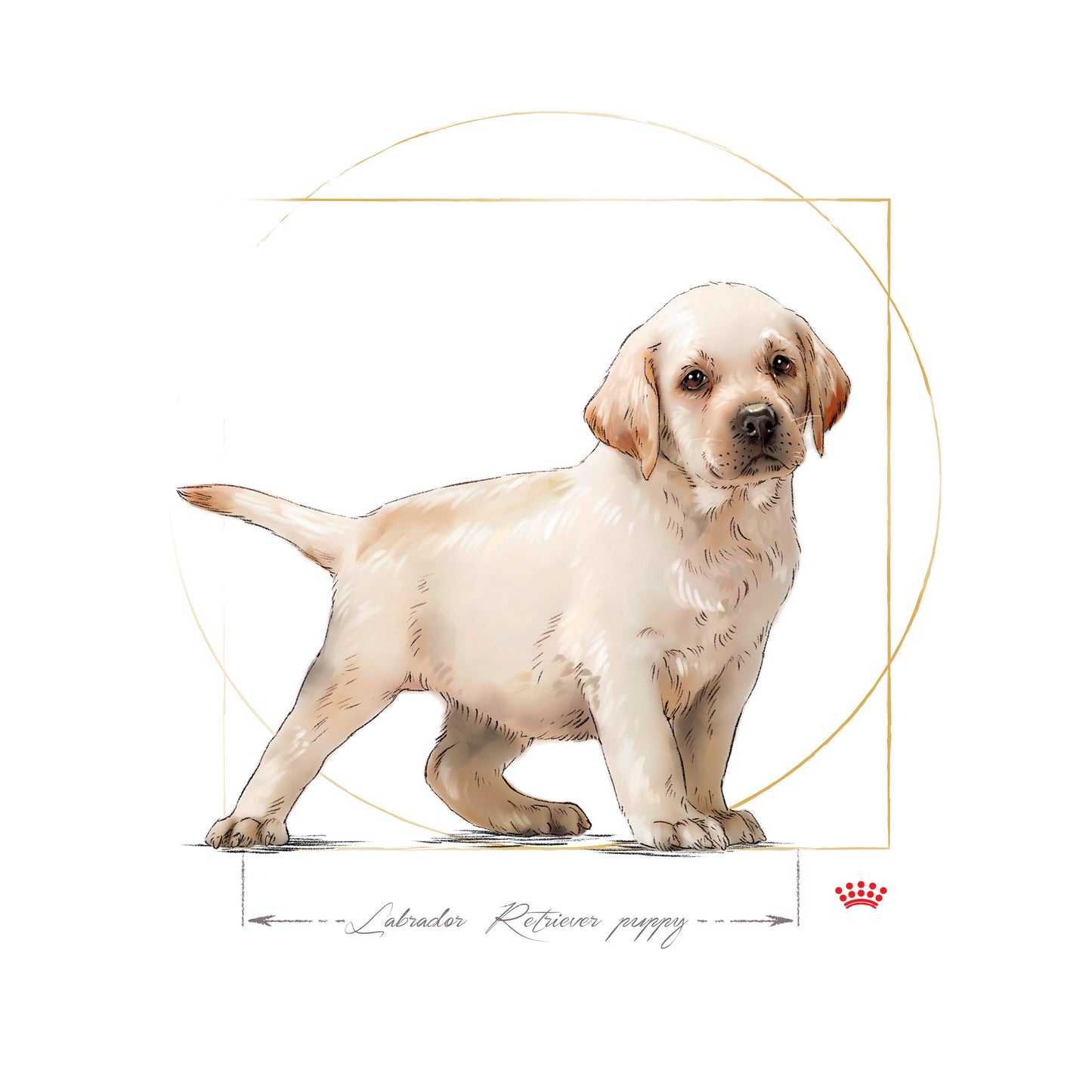 Royal Canin Labrador Retriever Puppy