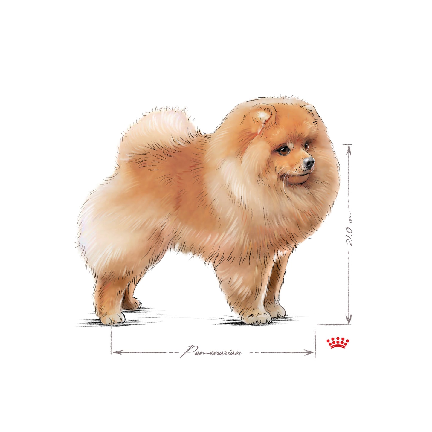 Royal Canin Pomeranian Adult Pouch