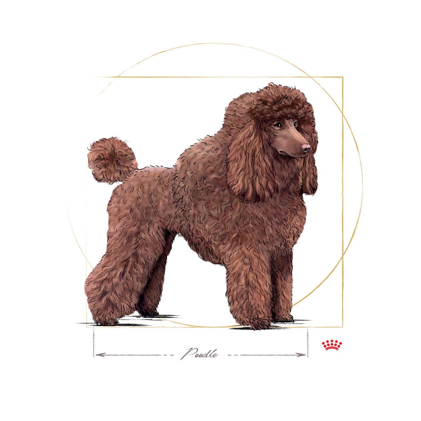 Royal Canin Poodle Adult Pouch