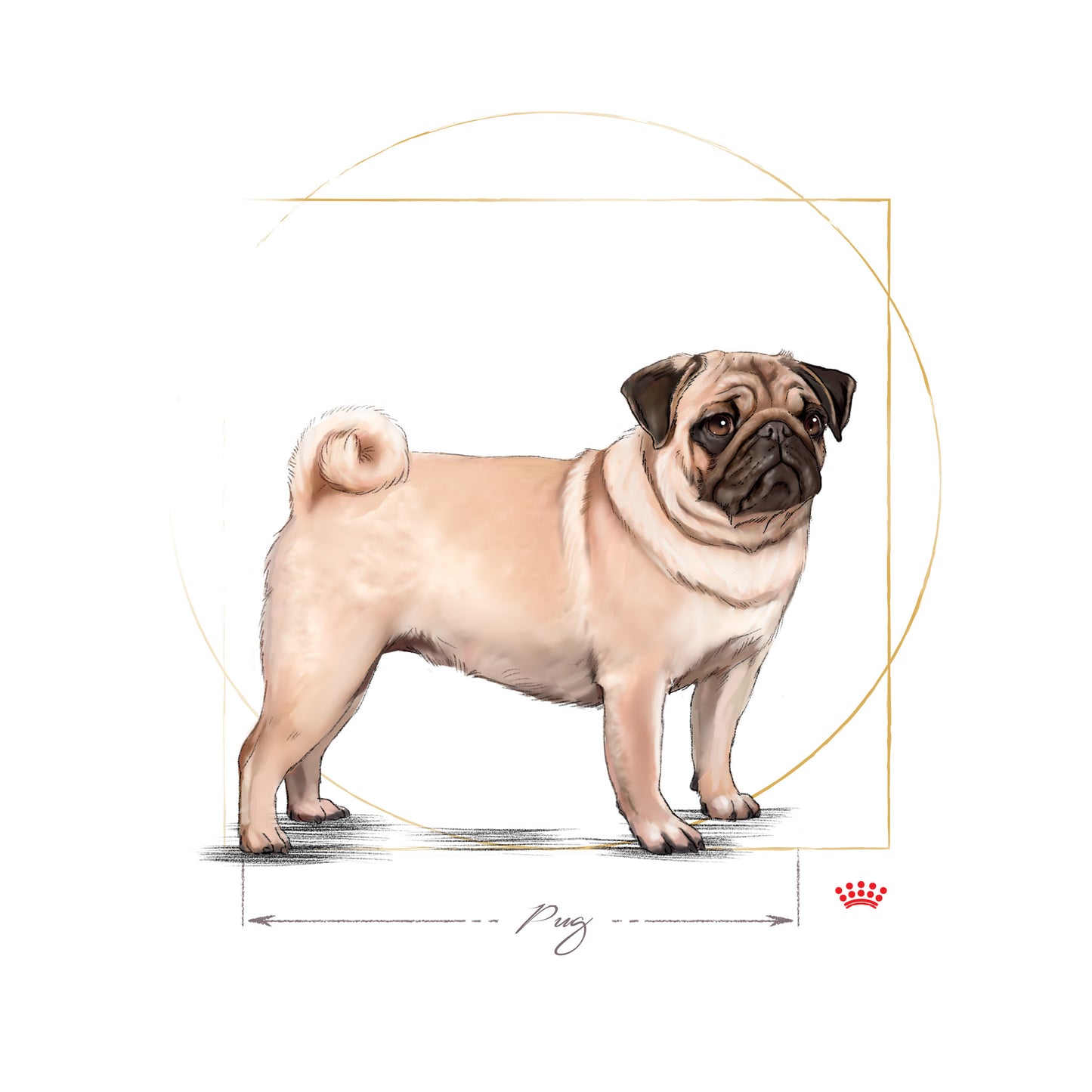 Royal Canin Pug Adult