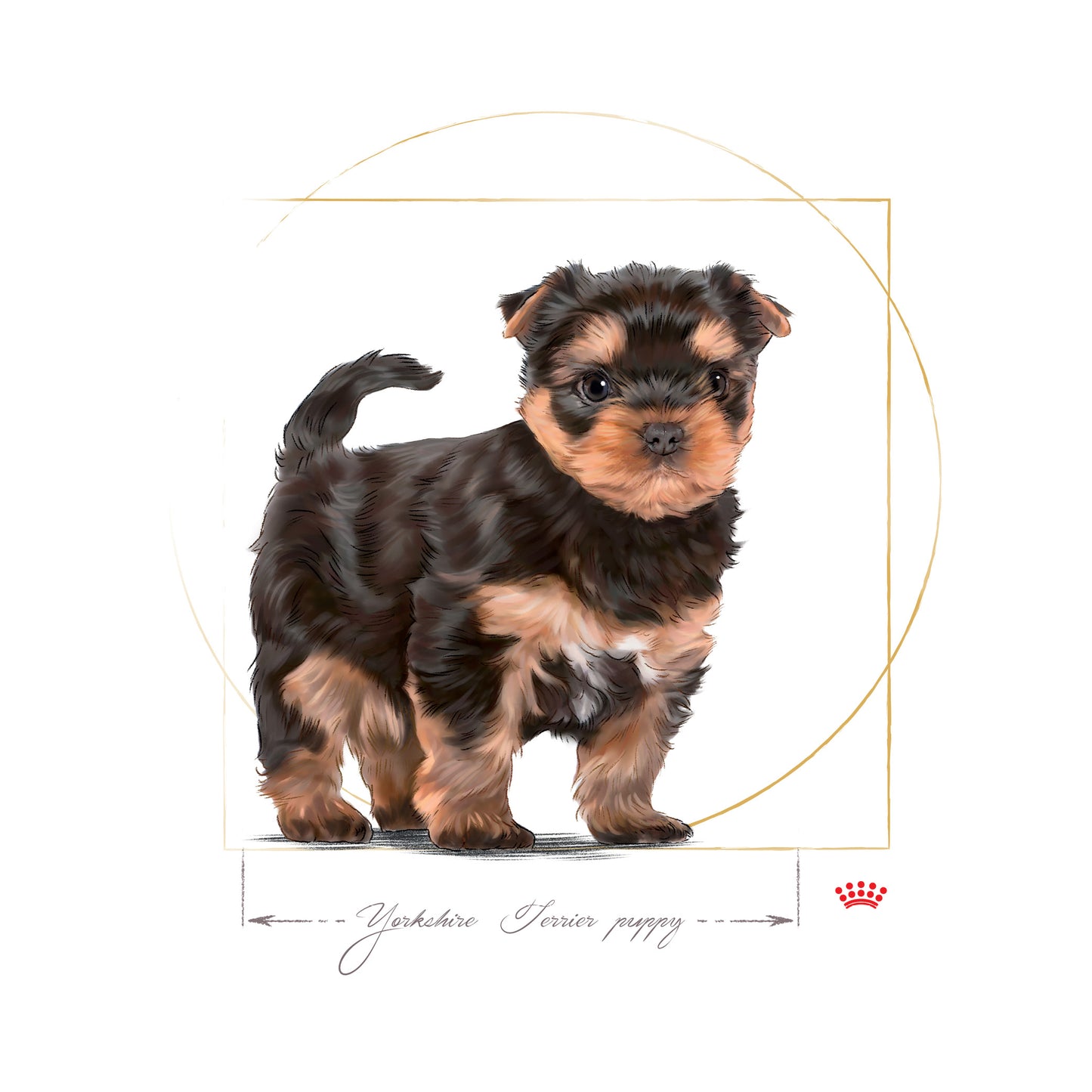 Royal Canin Yorkshire Terrier Puppy