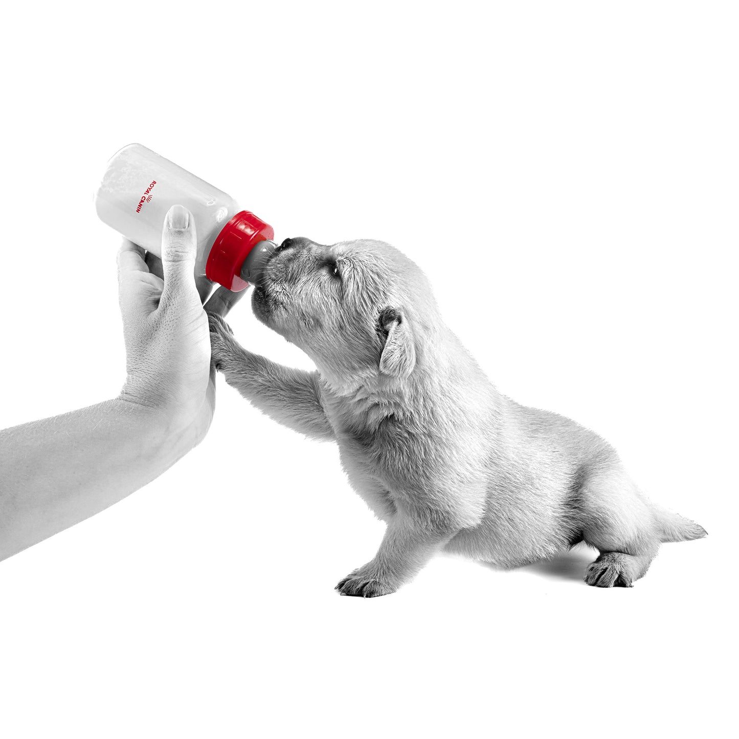 Royal Canin Babydog Milk