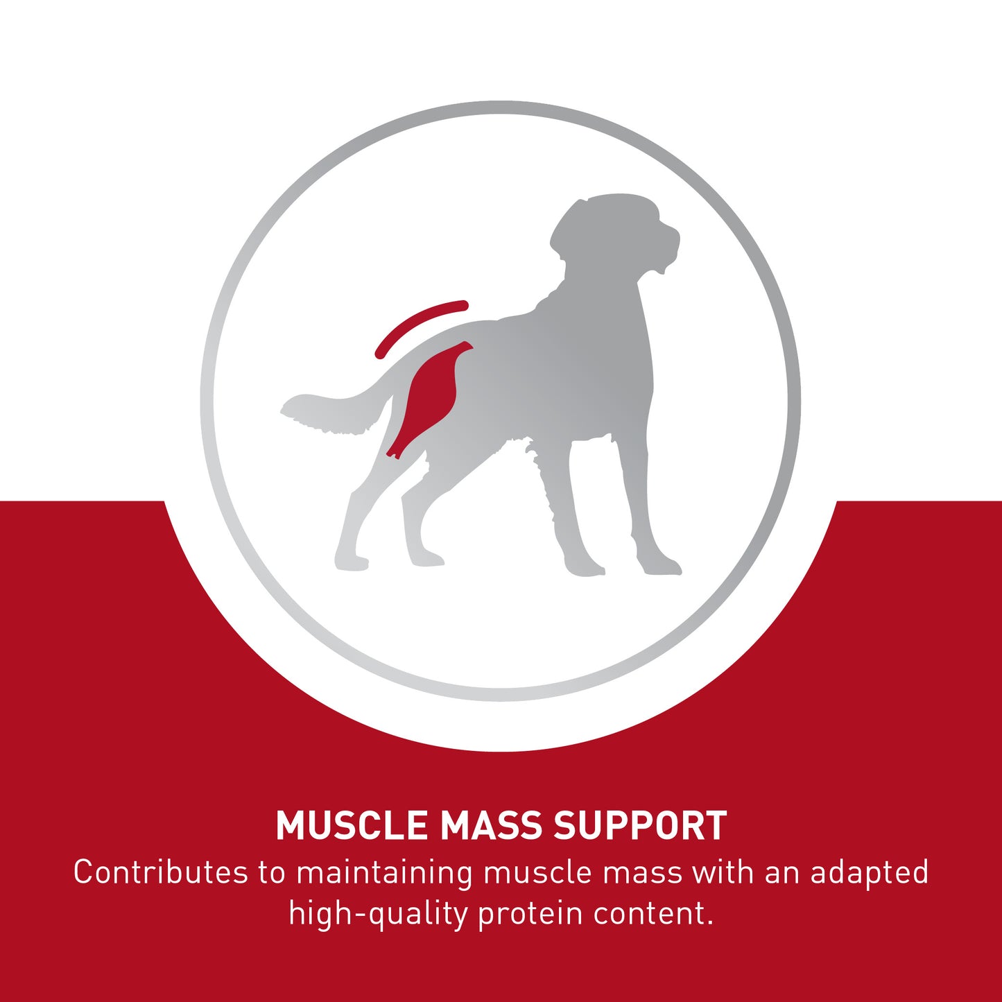 Royal Canin Ageing 7+ Medium