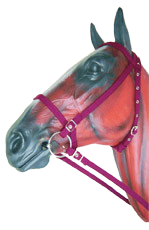 Trident Web Bridle with Bit