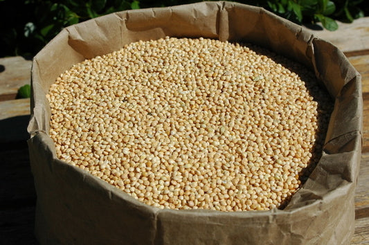 Honeyvale Herbs White Millet Seed